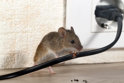 Pest Control in Longfield, Hartley, New Ash Green, DA3. Call Now! 020 8166 9746