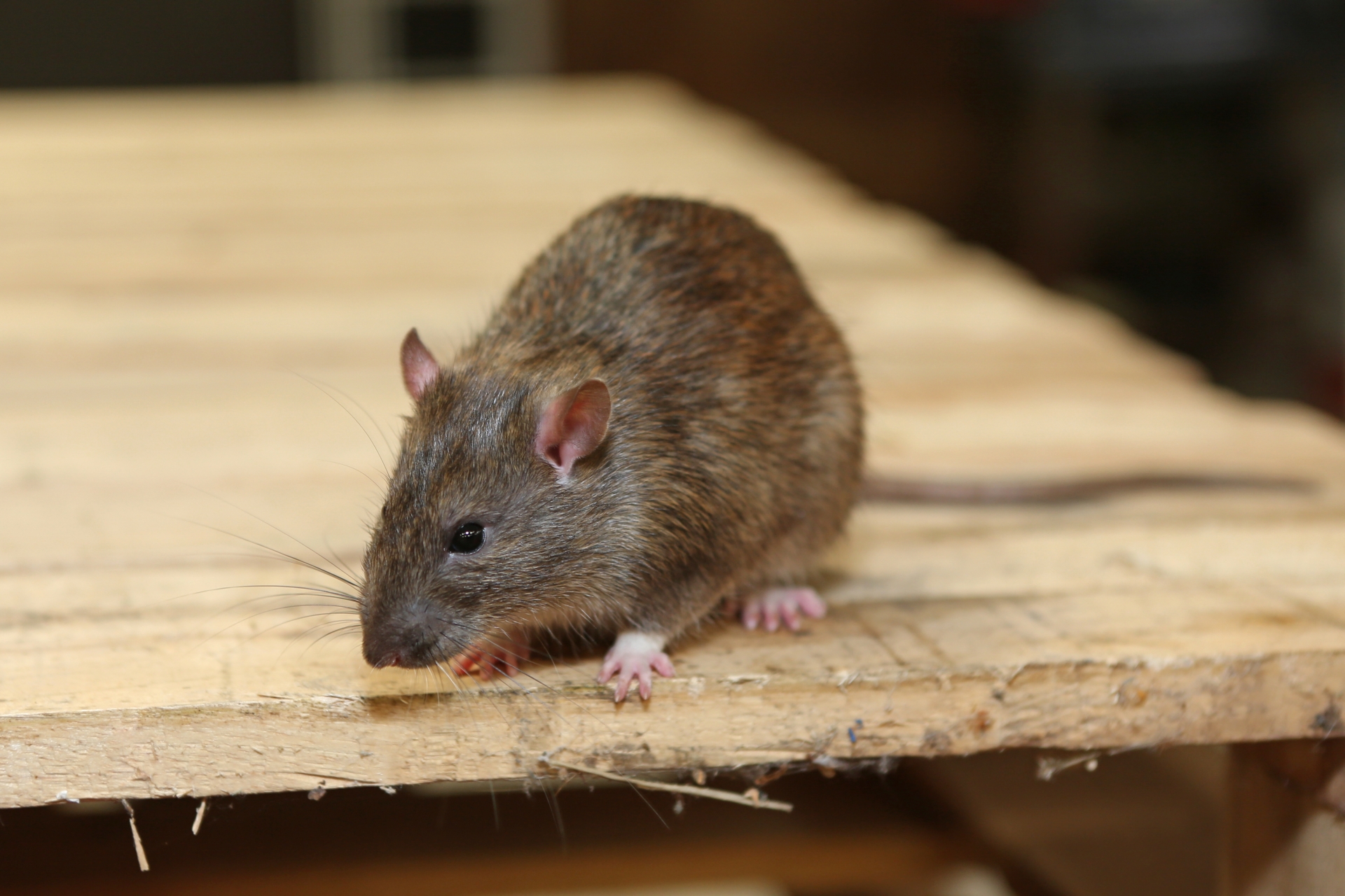 Rat Infestation, Pest Control in Longfield, Hartley, New Ash Green, DA3. Call Now 020 8166 9746