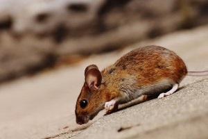 Mouse extermination, Pest Control in Longfield, Hartley, New Ash Green, DA3. Call Now 020 8166 9746