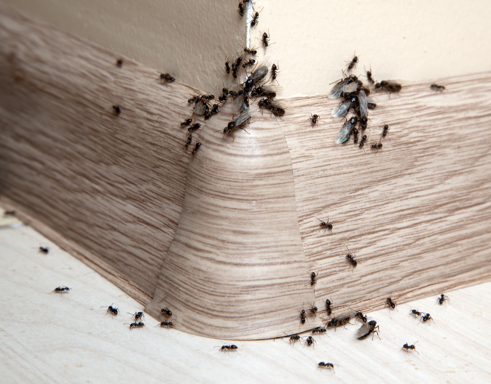 Ant Infestation, Pest Control in Longfield, Hartley, New Ash Green, DA3. Call Now 020 8166 9746