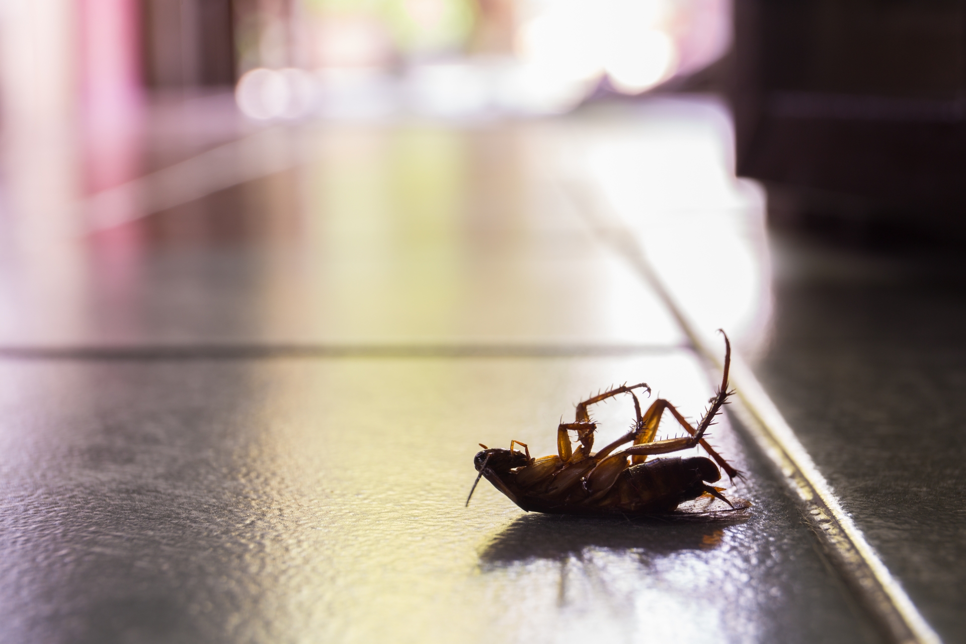 Cockroach Control, Pest Control in Longfield, Hartley, New Ash Green, DA3. Call Now 020 8166 9746
