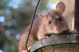 Rat Infestation, Pest Control in Longfield, Hartley, New Ash Green, DA3. Call Now 020 8166 9746