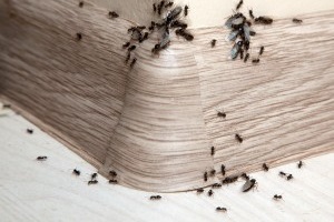 Ant Control, Pest Control in Longfield, Hartley, New Ash Green, DA3. Call Now 020 8166 9746