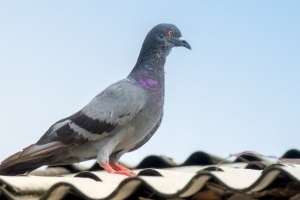 Pigeon Pest, Pest Control in Longfield, Hartley, New Ash Green, DA3. Call Now 020 8166 9746